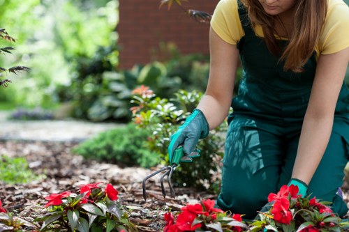 Seasonal lawn maintenance in Upper Walthamstow